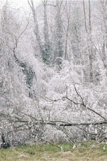 Maya Rochat, Crystal Clear (Magic Forest), 2016